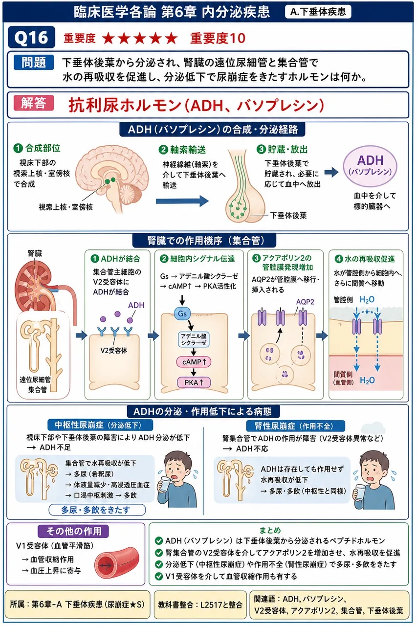 下垂体後葉から分泌され、腎臓の遠位尿細管と集合管で水の再吸収を促進し、分泌低下で尿崩症をきたすホルモンは何か。 解説図