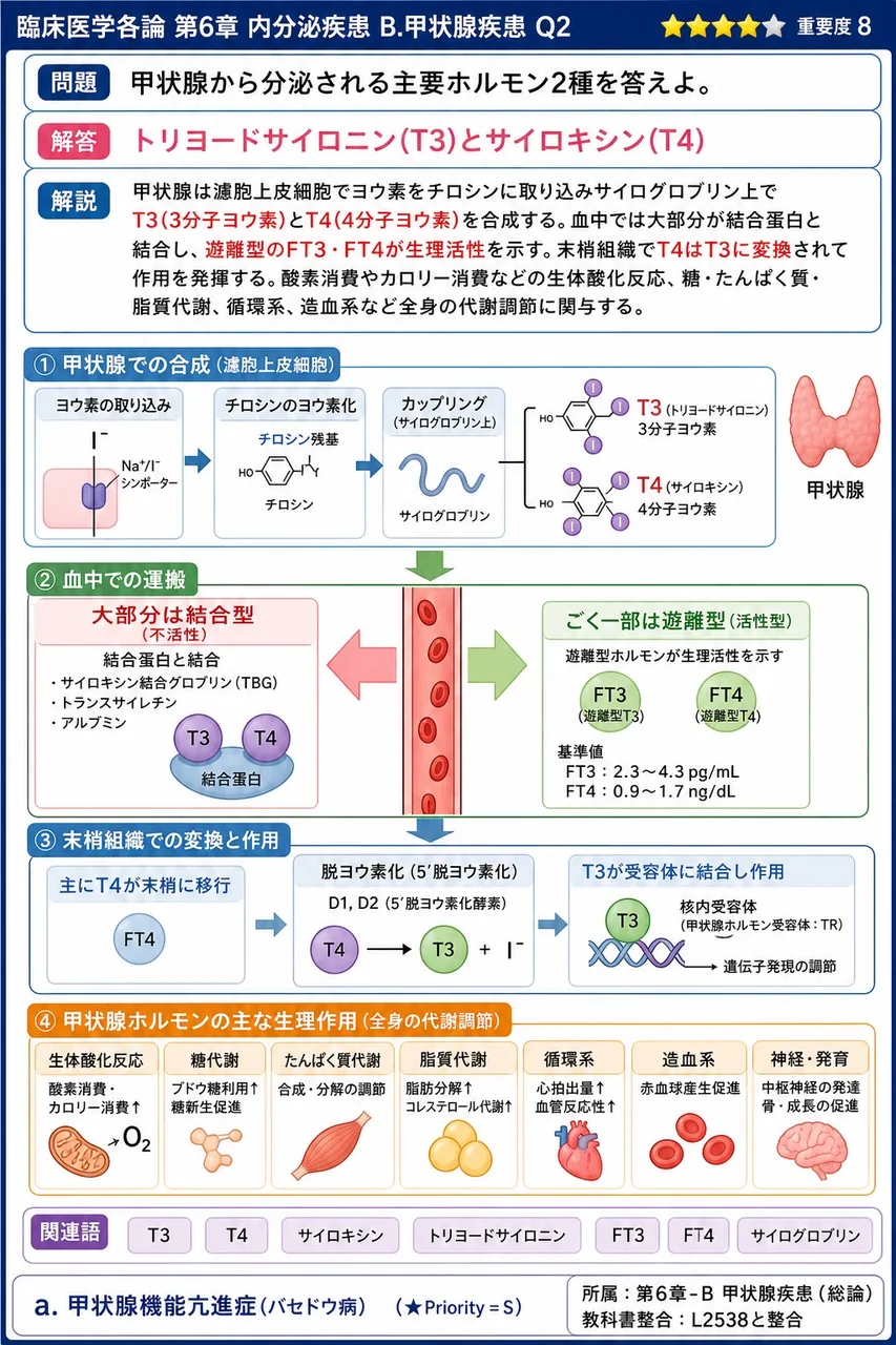 甲状腺から分泌される主要ホルモン2種を答えよ。 解説図