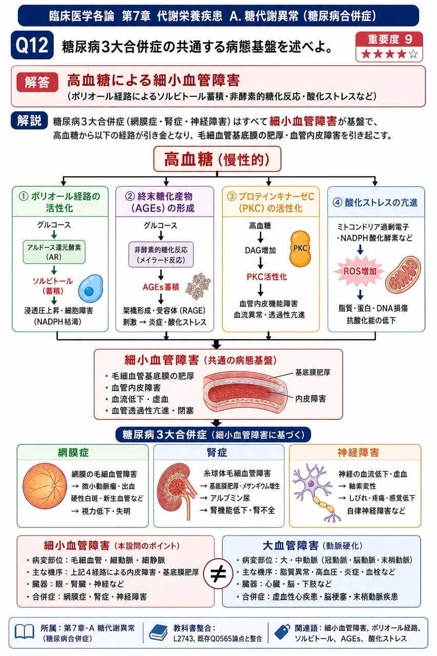 糖尿病3大合併症の共通する病態基盤を述べよ。 解説図