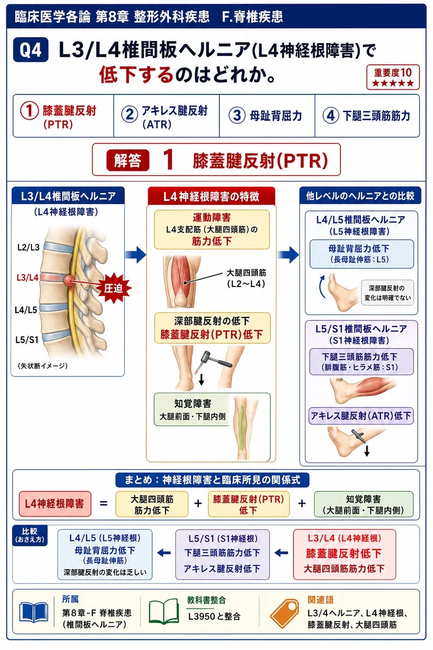 L3/L4椎間板ヘルニア(L4神経根障害)で低下するのはどれか。 解説図