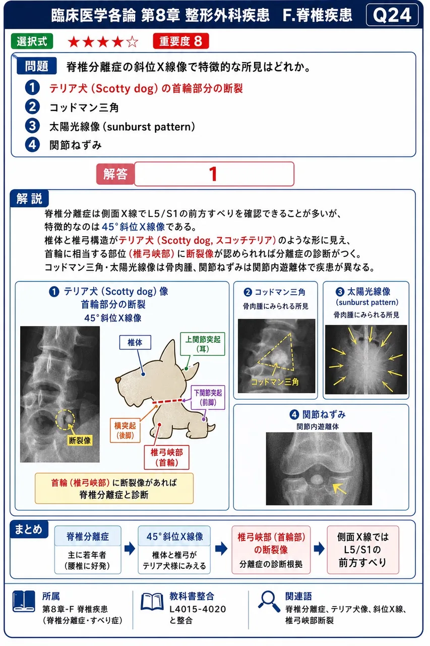 脊椎分離症の斜位X線像で特徴的な所見はどれか。 解説図