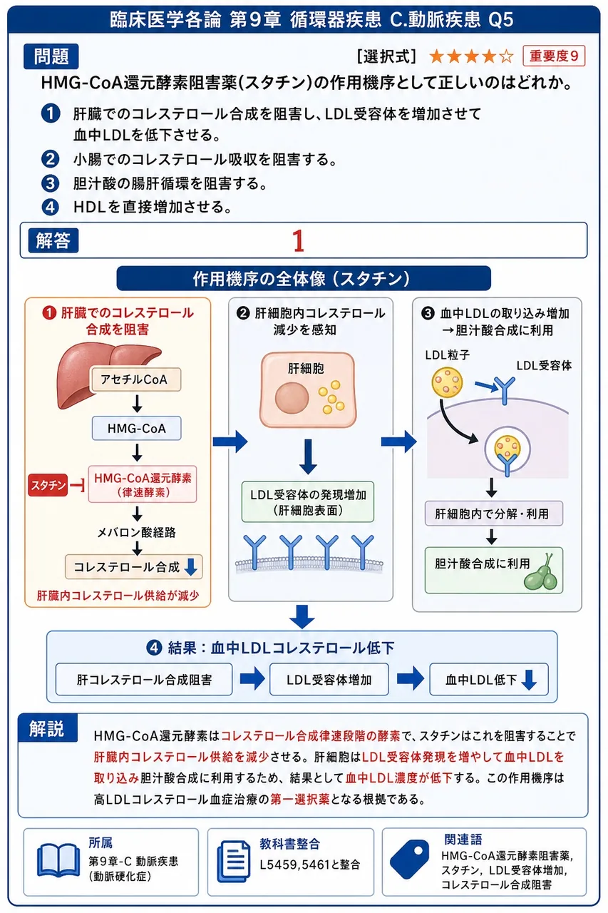 HMG-CoA還元酵素阻害薬(スタチン)の作用機序として正しいのはどれか。 解説図