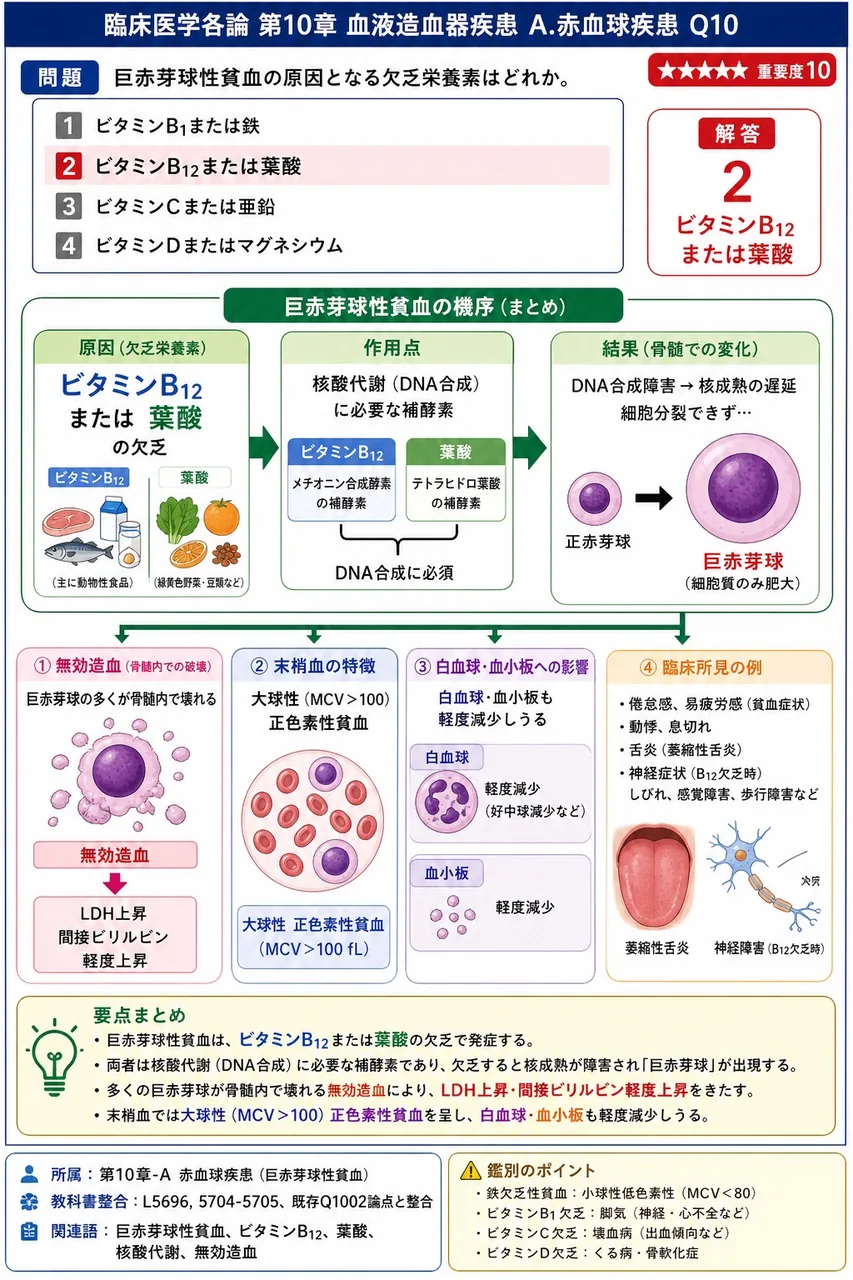 巨赤芽球性貧血の原因となる欠乏栄養素はどれか。 解説図