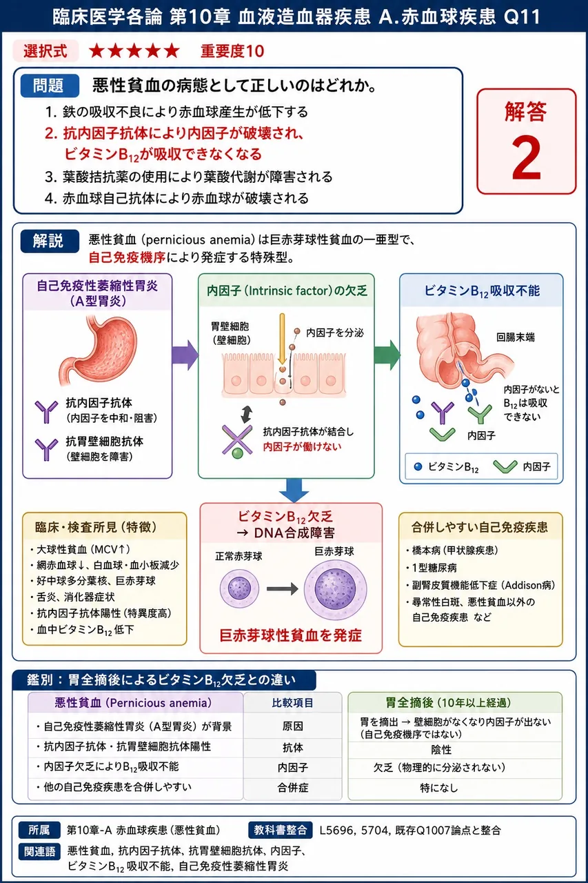 悪性貧血の病態として**正しい**のはどれか。 解説図