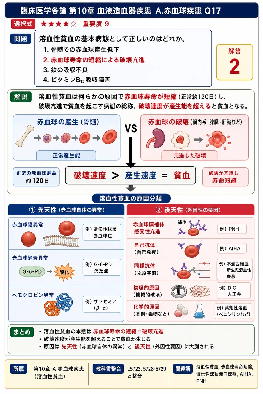 溶血性貧血の基本病態として**正しい**のはどれか。 解説図