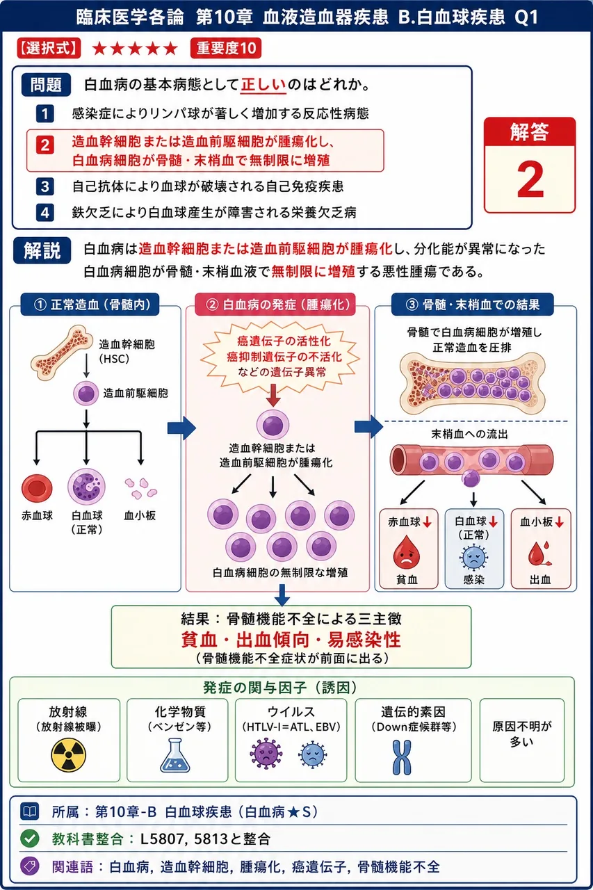白血病の基本病態として**正しい**のはどれか。 解説図