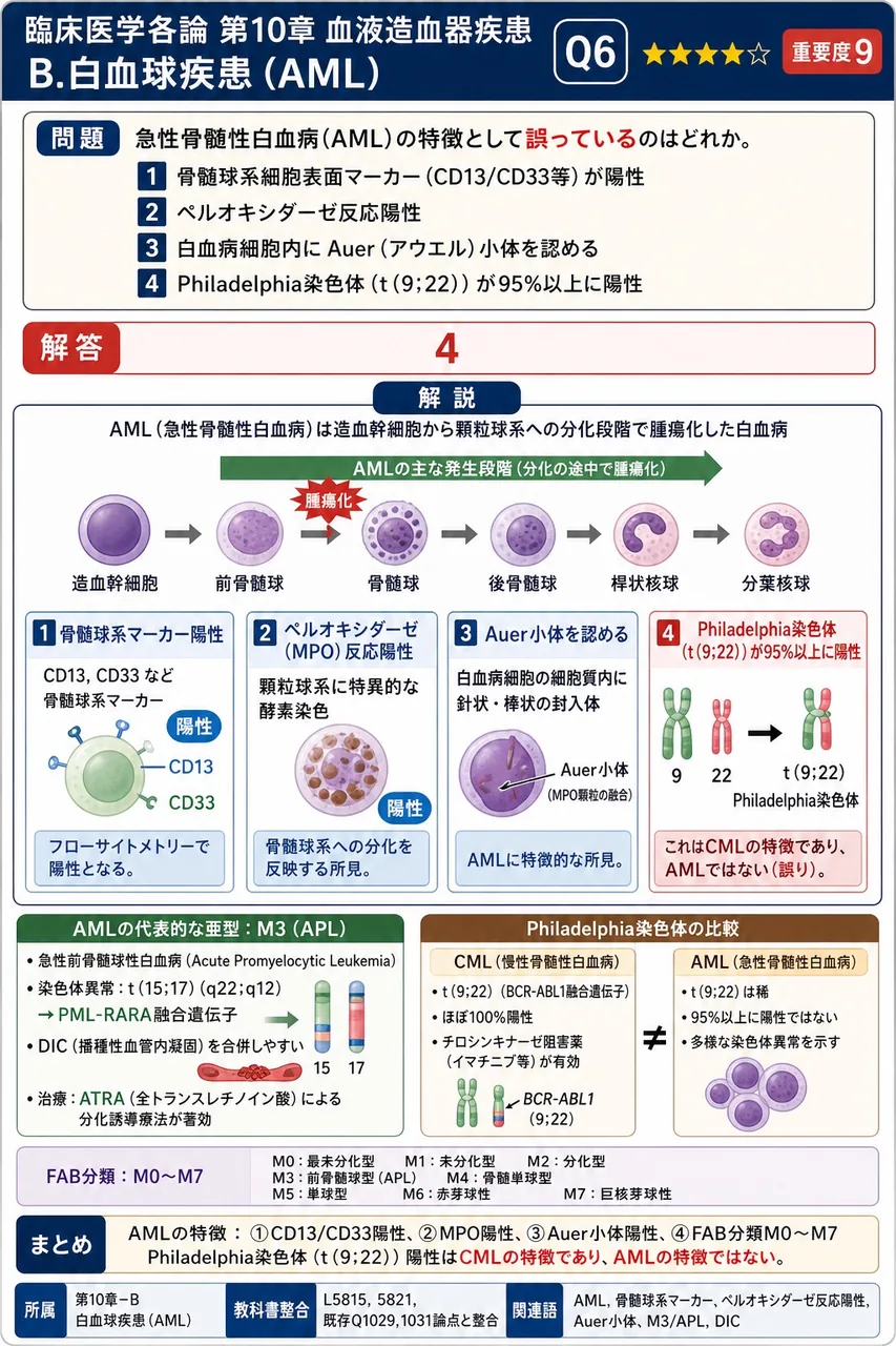 急性骨髄性白血病(AML)の特徴として**誤っている**のはどれか。 解説図