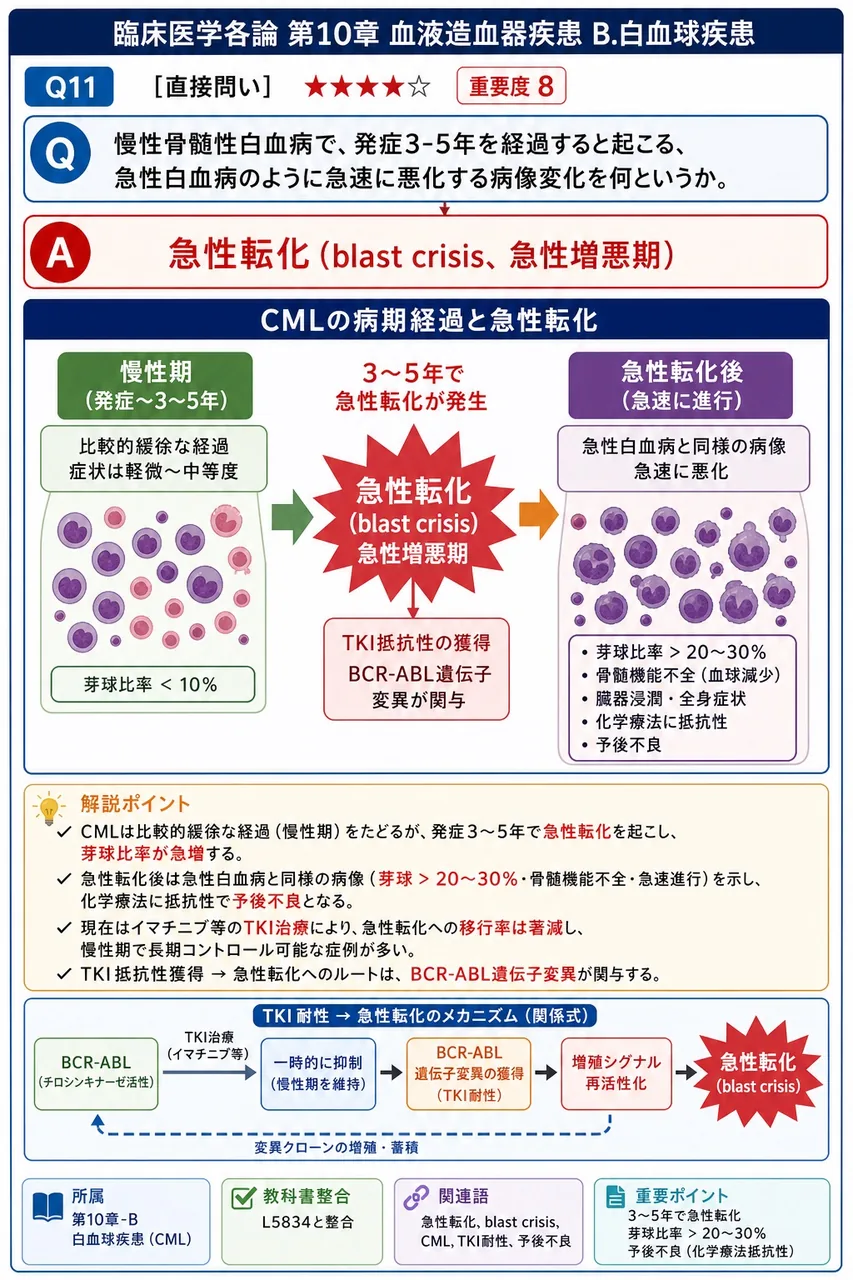 慢性骨髄性白血病で、発症3-5年を経過すると起こる、急性白血病のように急速に悪化する病像変化を何というか。 解説図