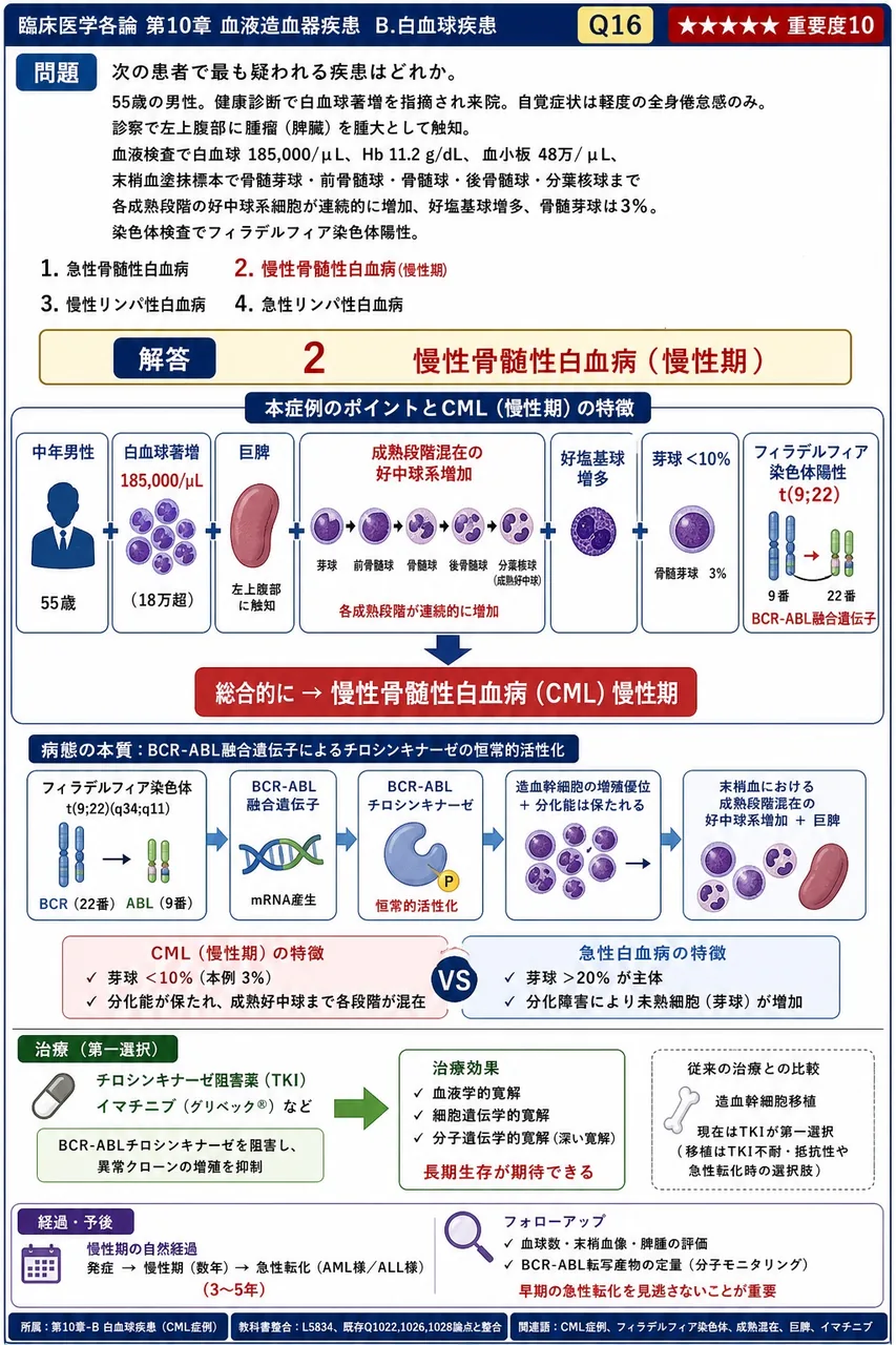 次の患者で最も疑われる疾患はどれか。 「55歳の男性。健康診断で白血球著増を指摘され来院。自覚症状は軽度の全身倦怠感のみ。診察で左上腹部に腫瘤(脾臓)を腫大として触知。血液検査で白血球 185,000/μL、Hb 11.2g/dL、血小板 48万/μL、末梢血塗抹標本で骨髄芽球・前骨髄球・骨髄球・後骨髄球・分葉核球まで各成熟段階の好中球系細胞が連続的に増加、好塩基球増多、骨髄芽球は3%。染色体検査でフィラデルフィア染色体陽性。」 解説図