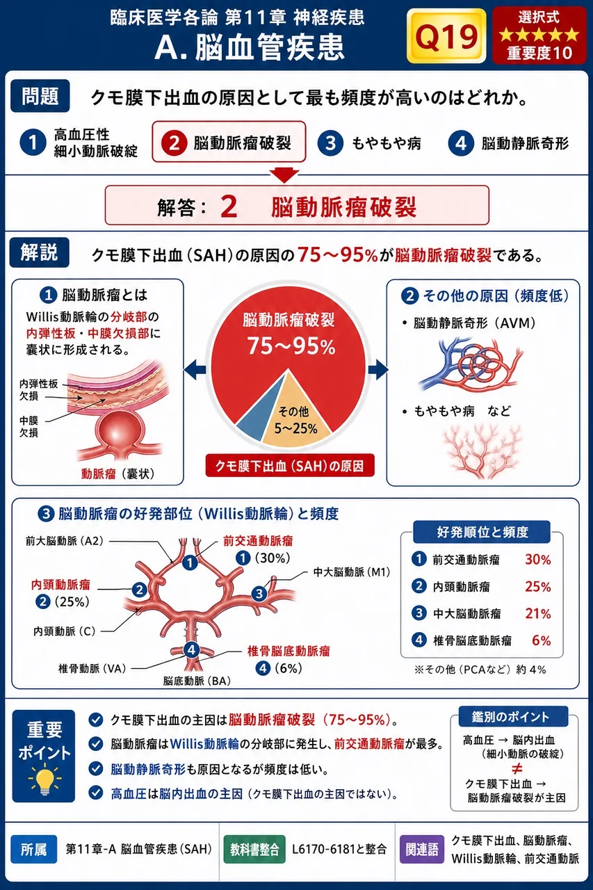 クモ膜下出血の原因として最も頻度が高いのはどれか。 解説図