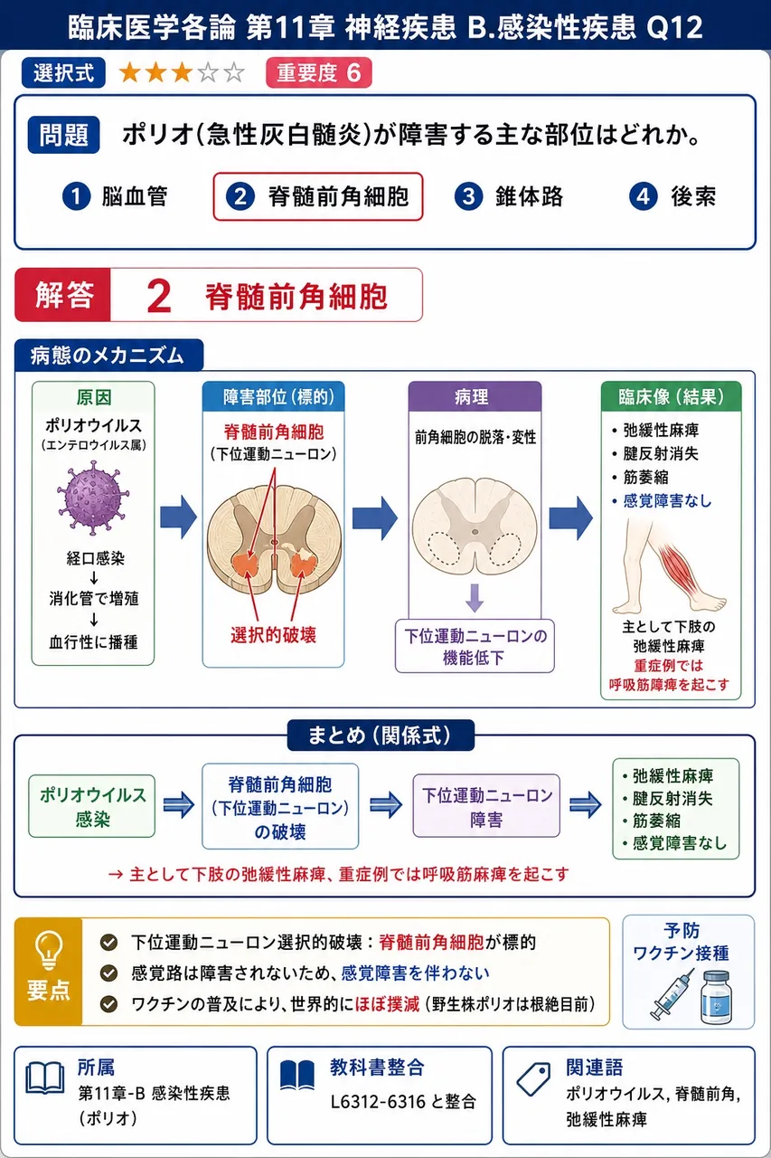 ポリオ(急性灰白髄炎)が障害する主な部位はどれか。 解説図