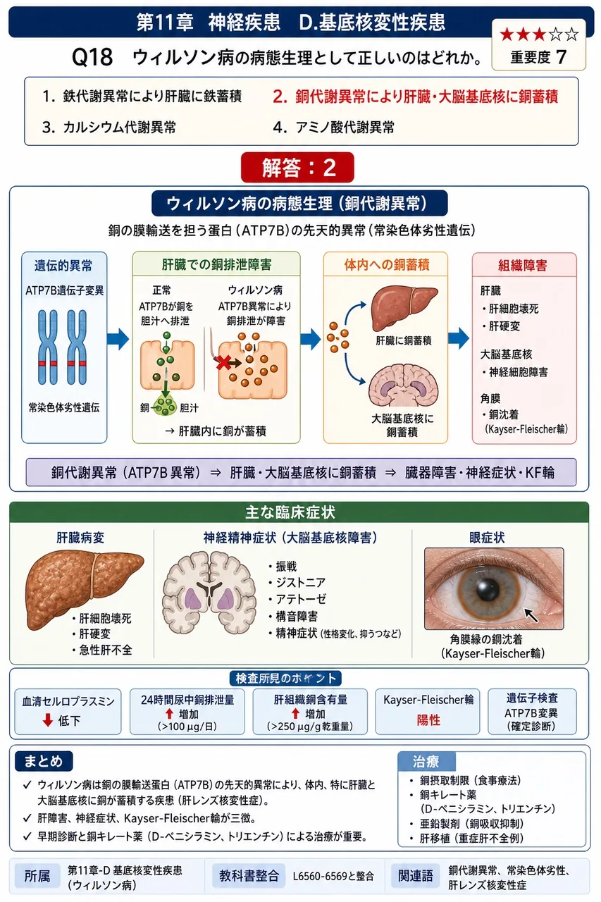 ウィルソン病の病態生理として正しいのはどれか。 解説図