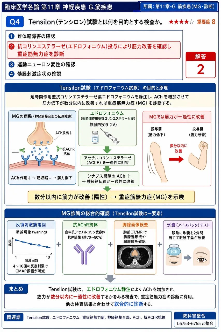 Tensilon(テンシロン)試験とは何を目的とする検査か。 解説図