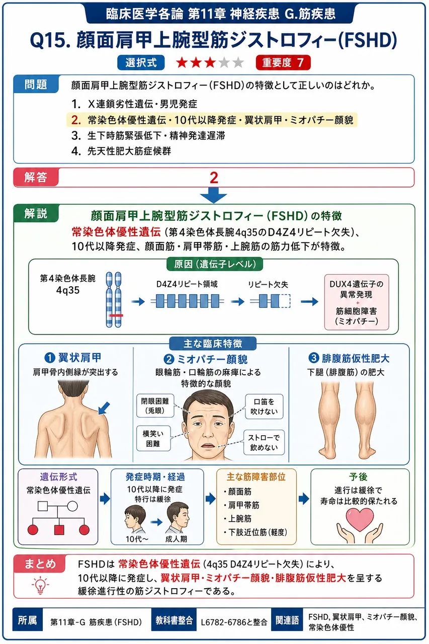 顔面肩甲上腕型筋ジストロフィー(FSHD)の特徴として正しいのはどれか。 解説図
