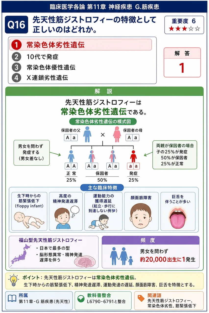 先天性筋ジストロフィーの特徴として正しいのはどれか。 解説図