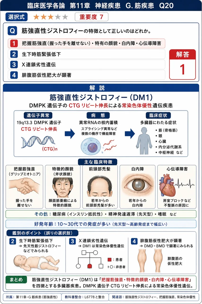 筋強直性ジストロフィーの特徴として正しいのはどれか。 解説図