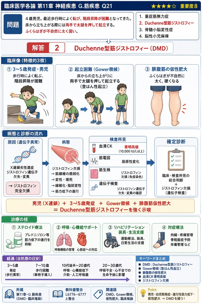 「4歳男児。最近歩行時によく転び、階段昇降が困難となってきた。床から立ち上がる際には両手で太腿を押して起立する。ふくらはぎが不自然に太く固い。」最も考えられる疾患はどれか。 解説図
