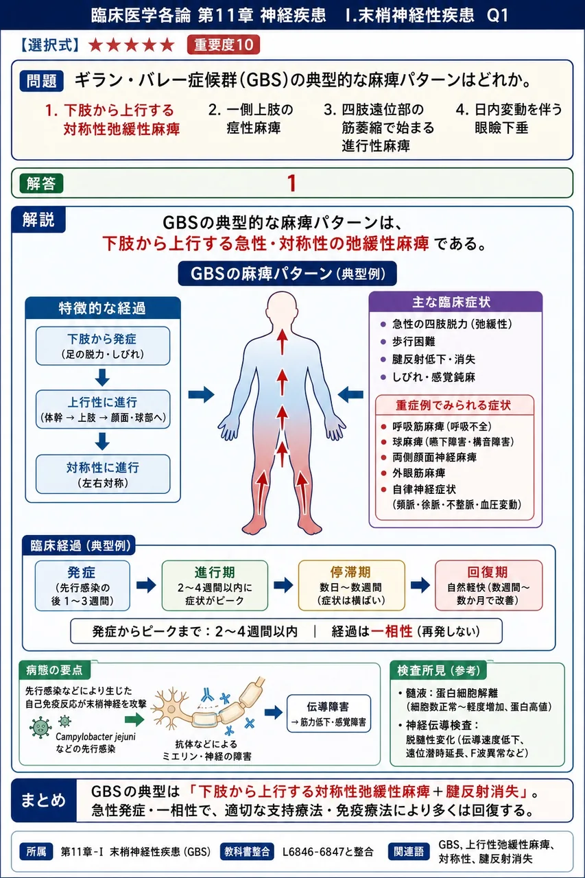 ギラン・バレー症候群(GBS)の典型的な麻痺パターンはどれか。 解説図