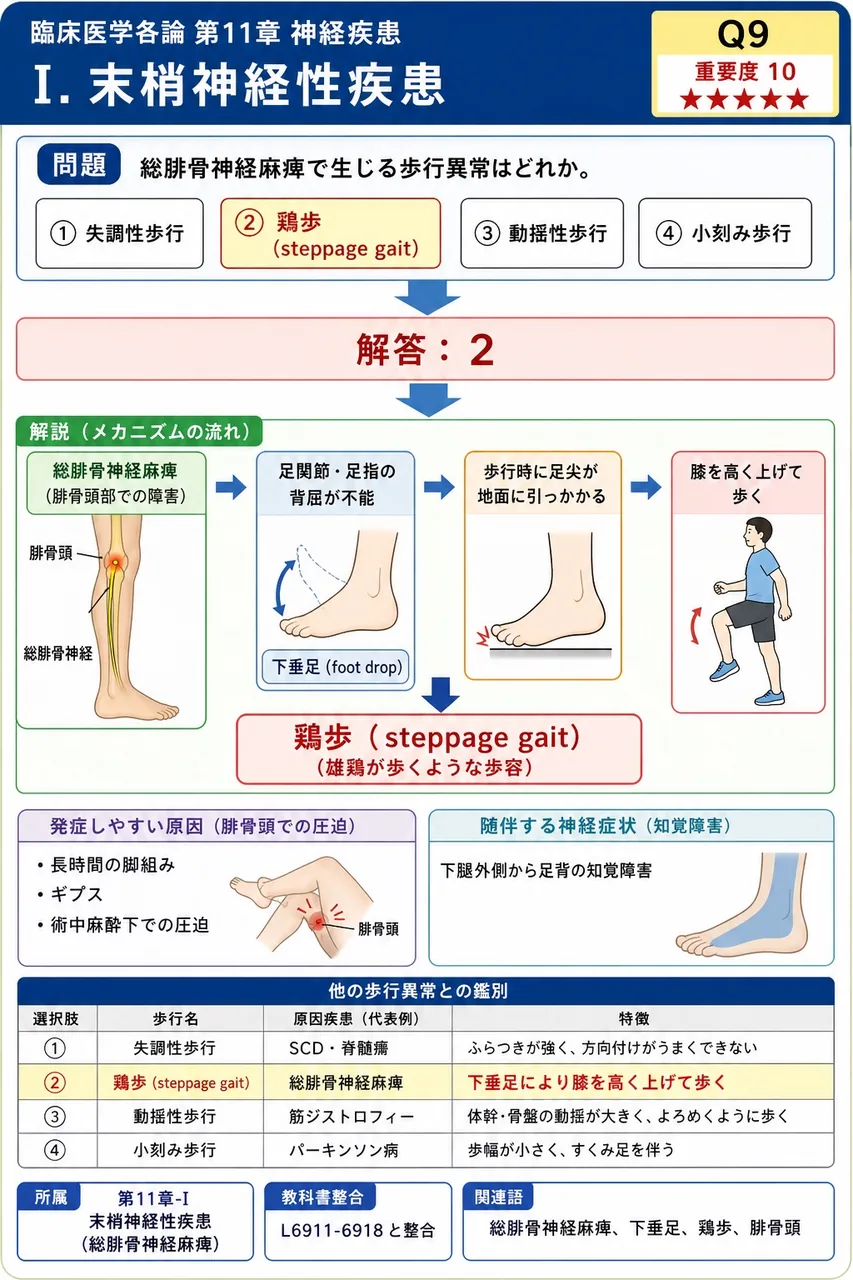 総腓骨神経麻痺で生じる歩行異常はどれか。 解説図