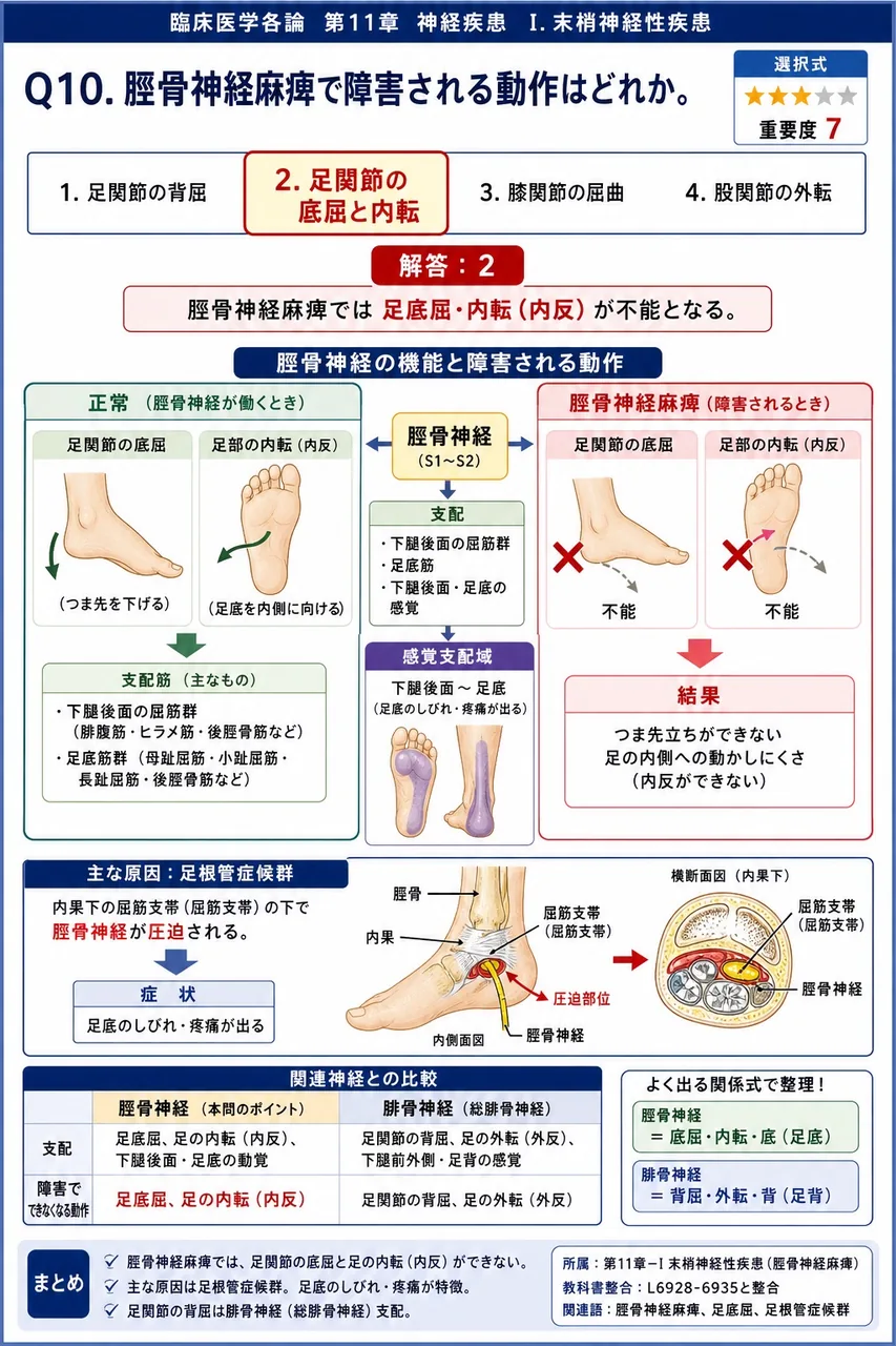 脛骨神経麻痺で障害される動作はどれか。 解説図