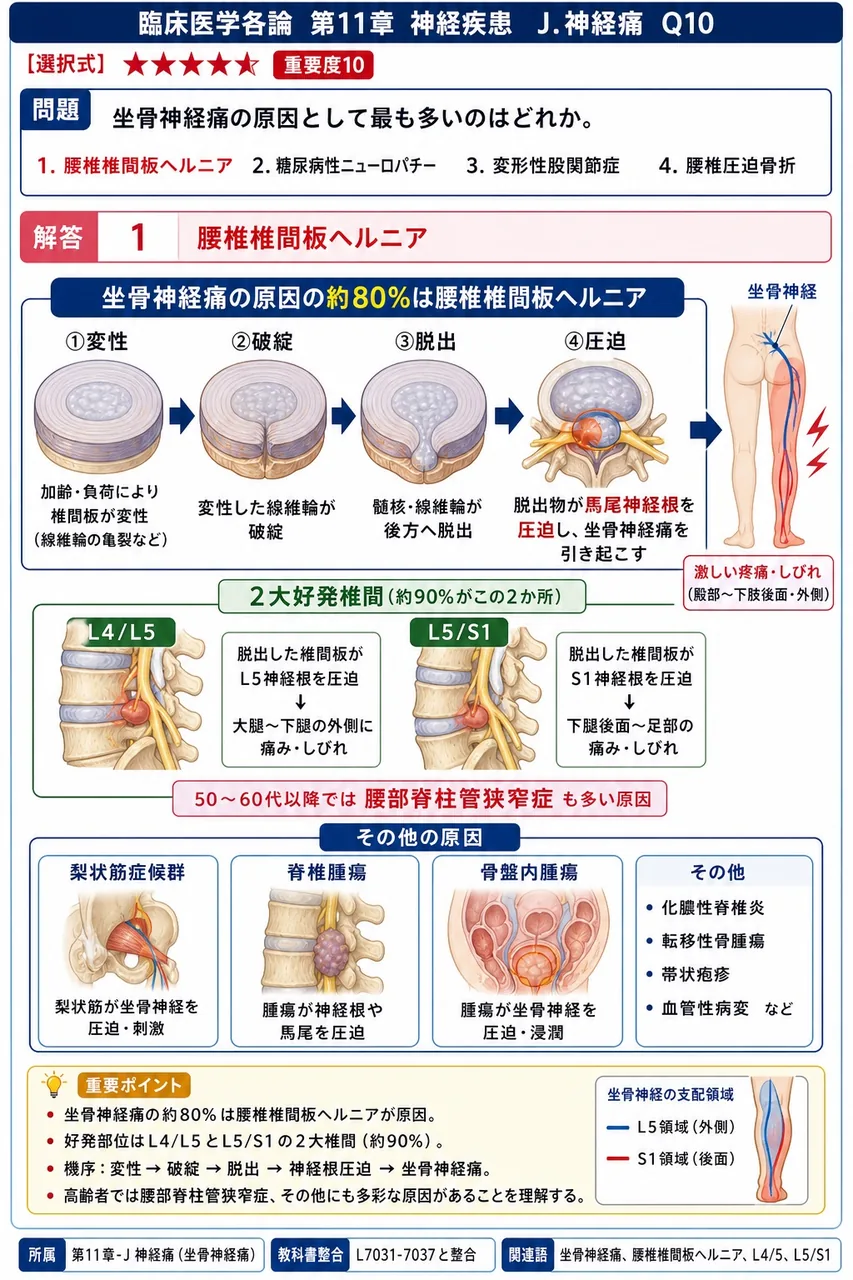 坐骨神経痛の原因として最も多いのはどれか。 解説図