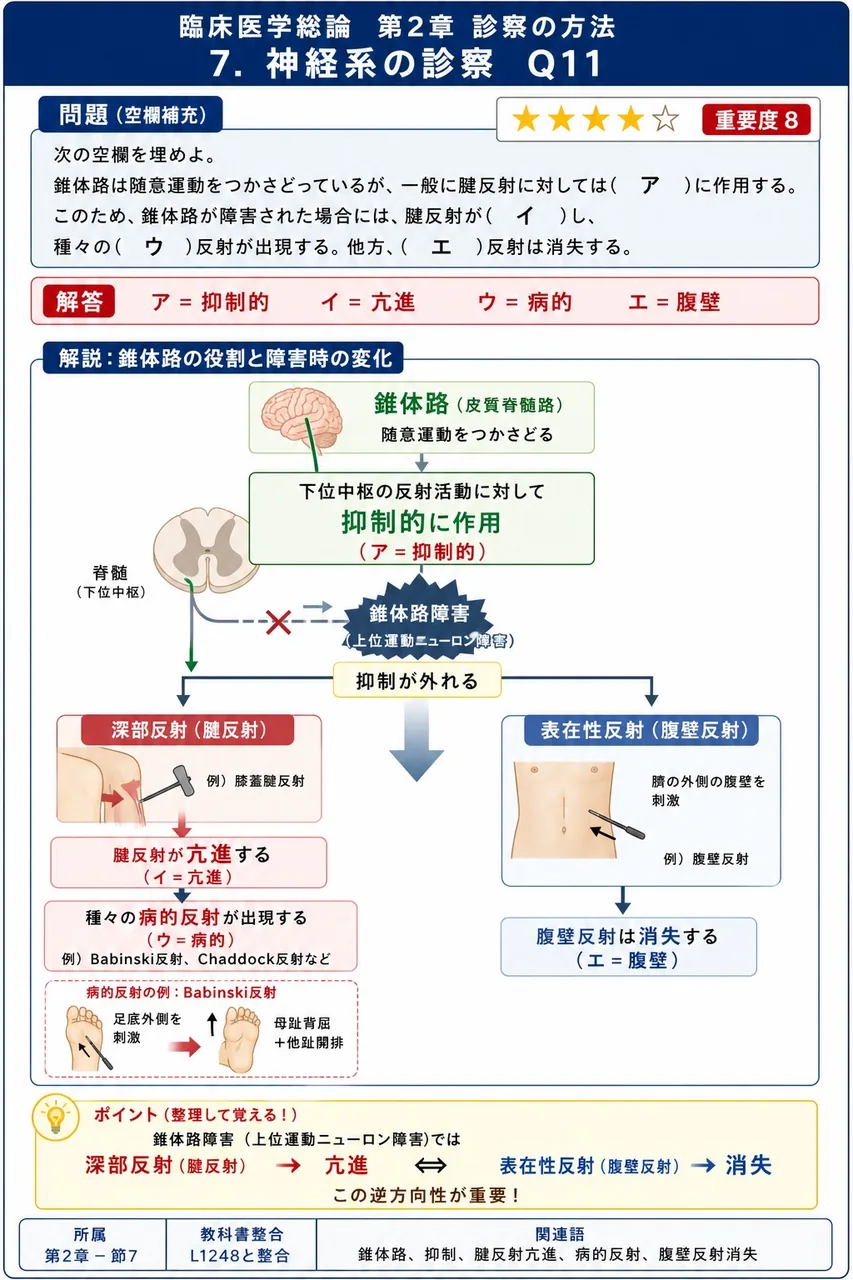 次の空欄を埋めよ。 「錐体路は随意運動をつかさどっているが、一般に腱反射に対しては( ア )に作用する。このため、錐体路が障害された場合には、腱反射が( イ )し、種々の( ウ )反射が出現する。他方、( エ )反射は消失する。」 解説図