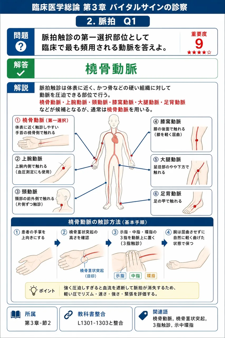 脈拍触診の第一選択部位として臨床で最も頻用される動脈を答えよ。 解説図