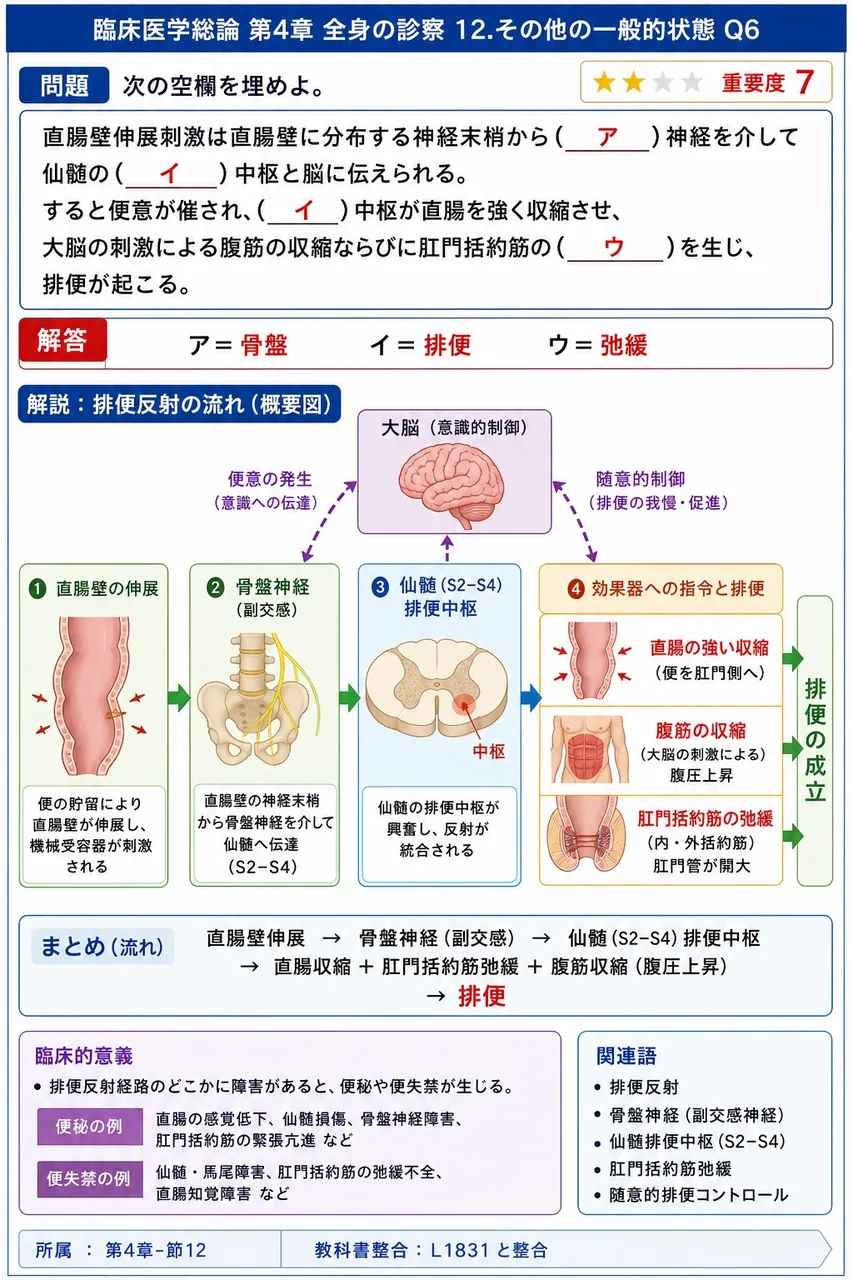 次の空欄を埋めよ。 「直腸壁伸展刺激は直腸壁に分布する神経末梢から( ア )神経を介して仙髄の( イ )中枢と脳に伝えられる。すると便意が催され、( イ )中枢が直腸を強く収縮させ、大脳の刺激による腹筋の収縮ならびに肛門括約筋の( ウ )を生じ、排便が起こる。」 解説図