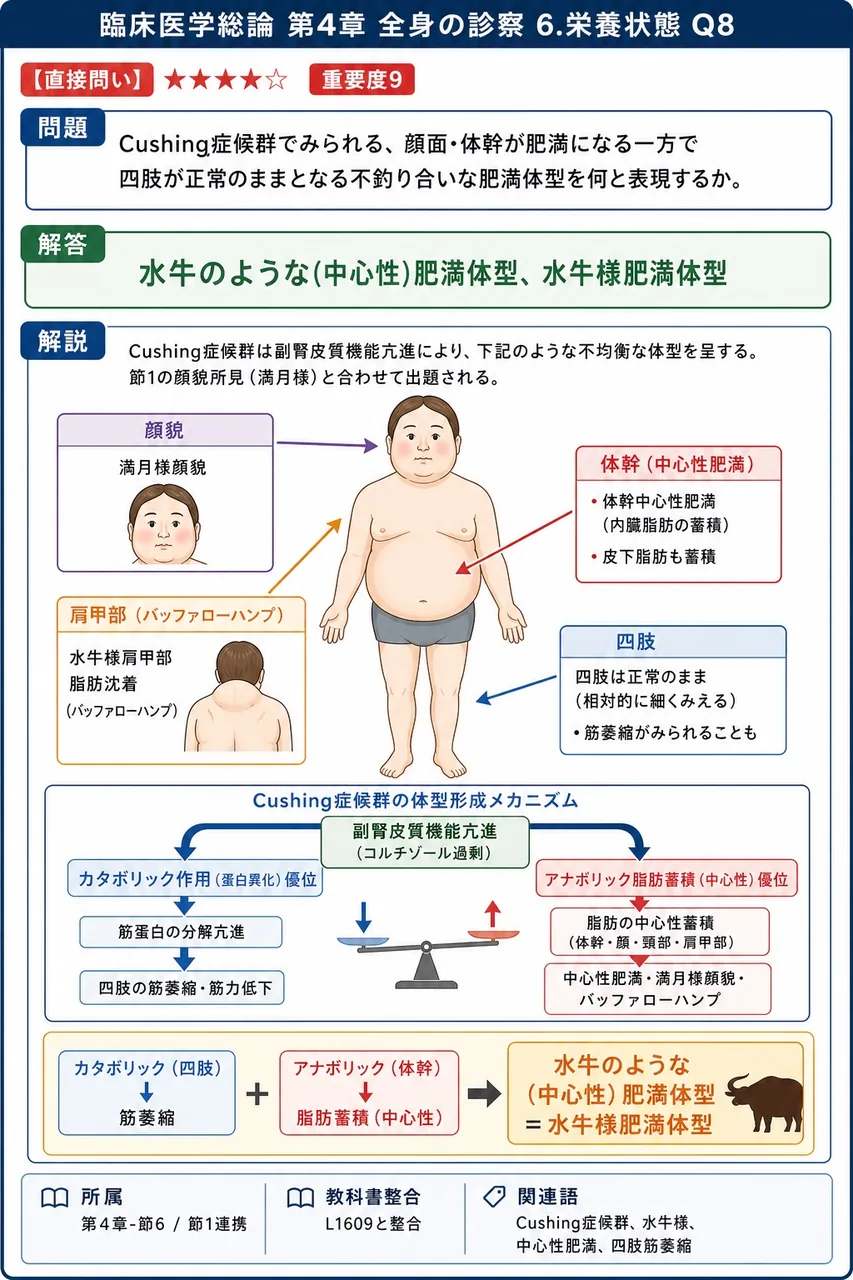 Cushing症候群でみられる、顔面・体幹が肥満になる一方で四肢が正常のままとなる不釣り合いな肥満体型を何と表現するか。 解説図