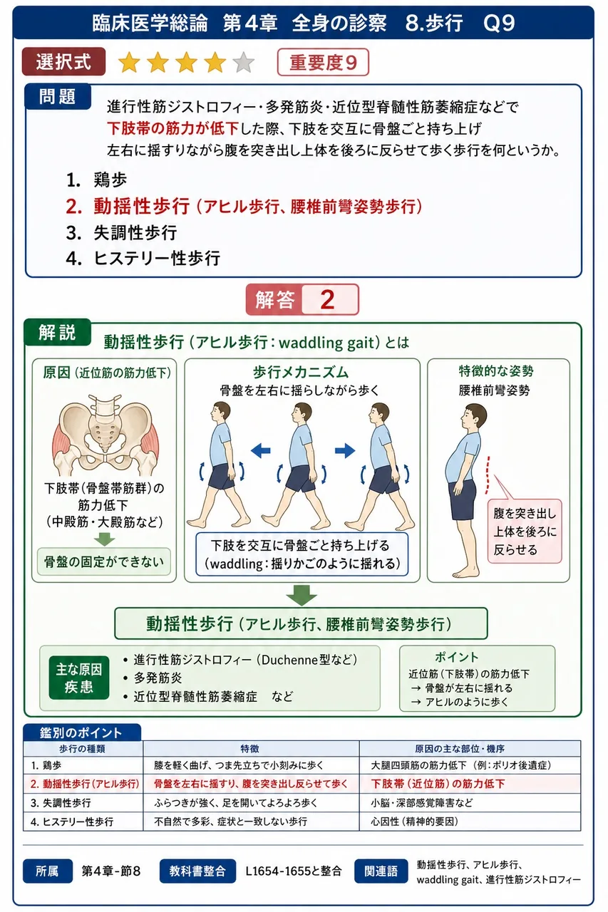 進行性筋ジストロフィー・多発筋炎・近位型脊髄性筋萎縮症などで**下肢帯の筋力が低下**した際、下肢を交互に骨盤ごと持ち上げ左右に揺すりながら腹を突き出し上体を後ろに反らせて歩く歩行を何というか。 解説図
