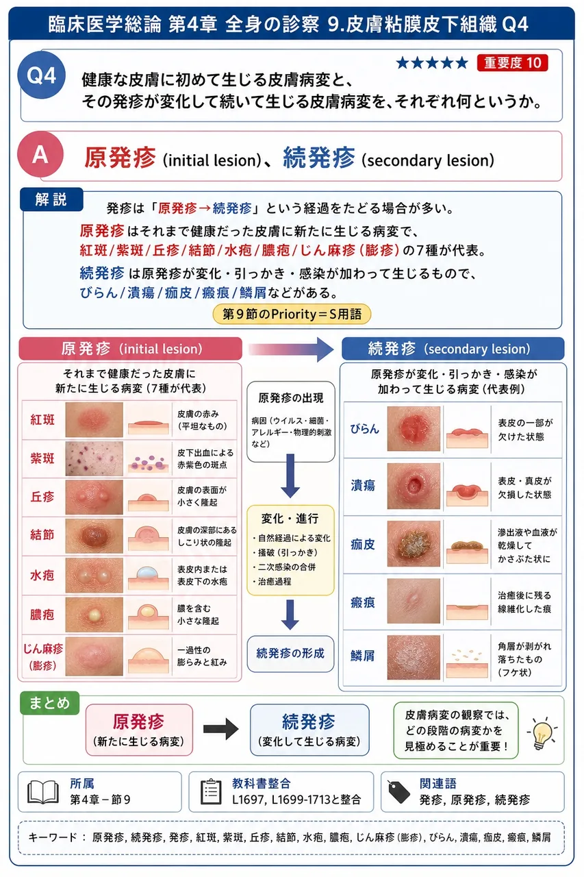 健康な皮膚に初めて生じる皮膚病変と、その発疹が変化して続いて生じる皮膚病変を、それぞれ何というか。 解説図
