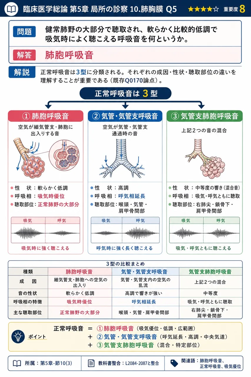 健常肺野の大部分で聴取され、軟らかく比較的低調で吸気時によく聴こえる呼吸音を何というか。 解説図