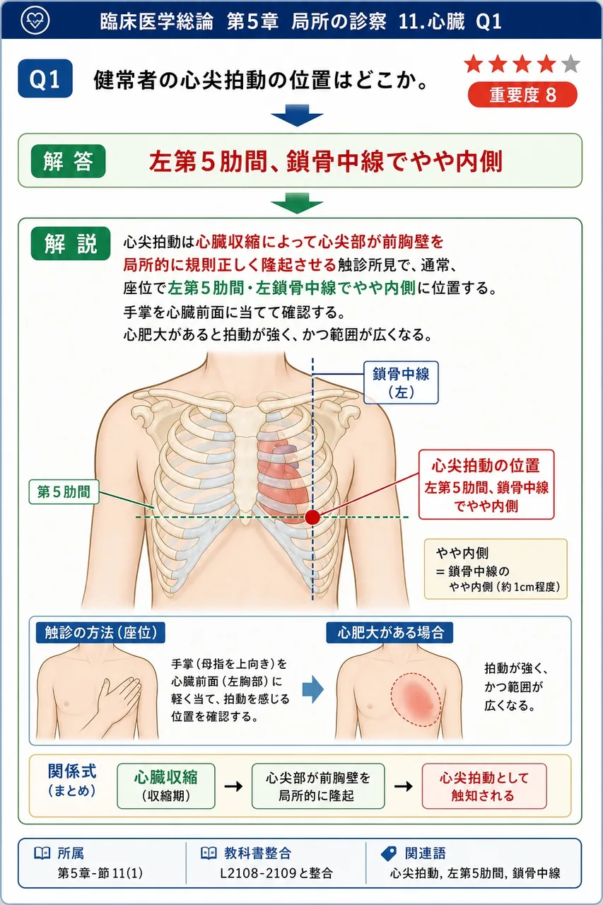 健常者の心尖拍動の位置はどこか。 解説図