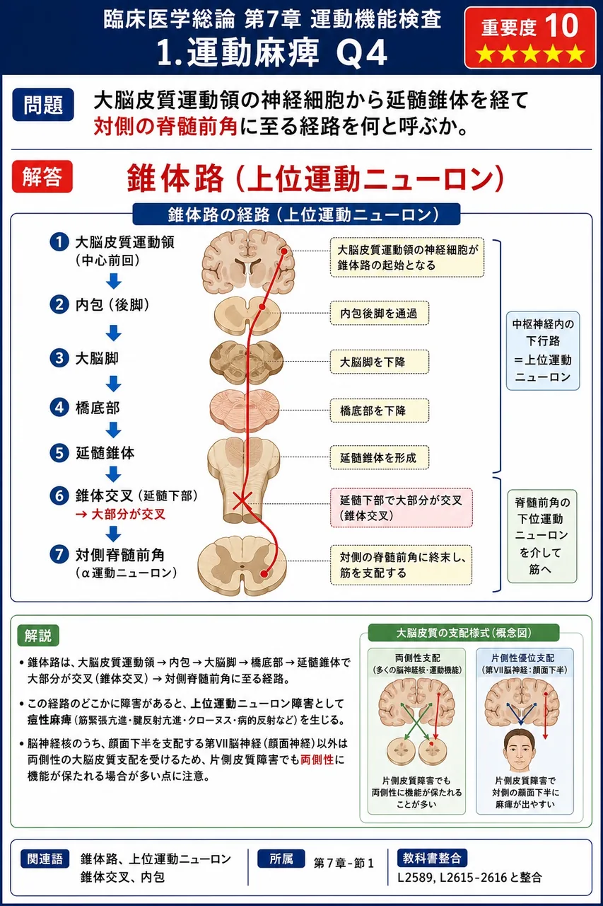 大脳皮質運動領の神経細胞から延髄錐体を経て対側の脊髄前角に至る経路を何と呼ぶか。 解説図