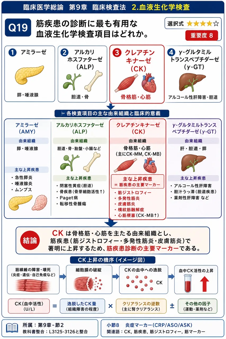 筋疾患の診断に最も有用な血液生化学検査項目はどれか。 解説図