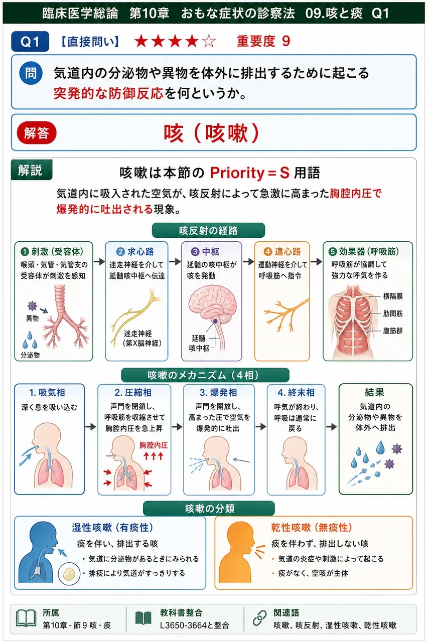 気道内の分泌物や異物を体外に排出するために起こる突発的な防御反応を何というか。 解説図