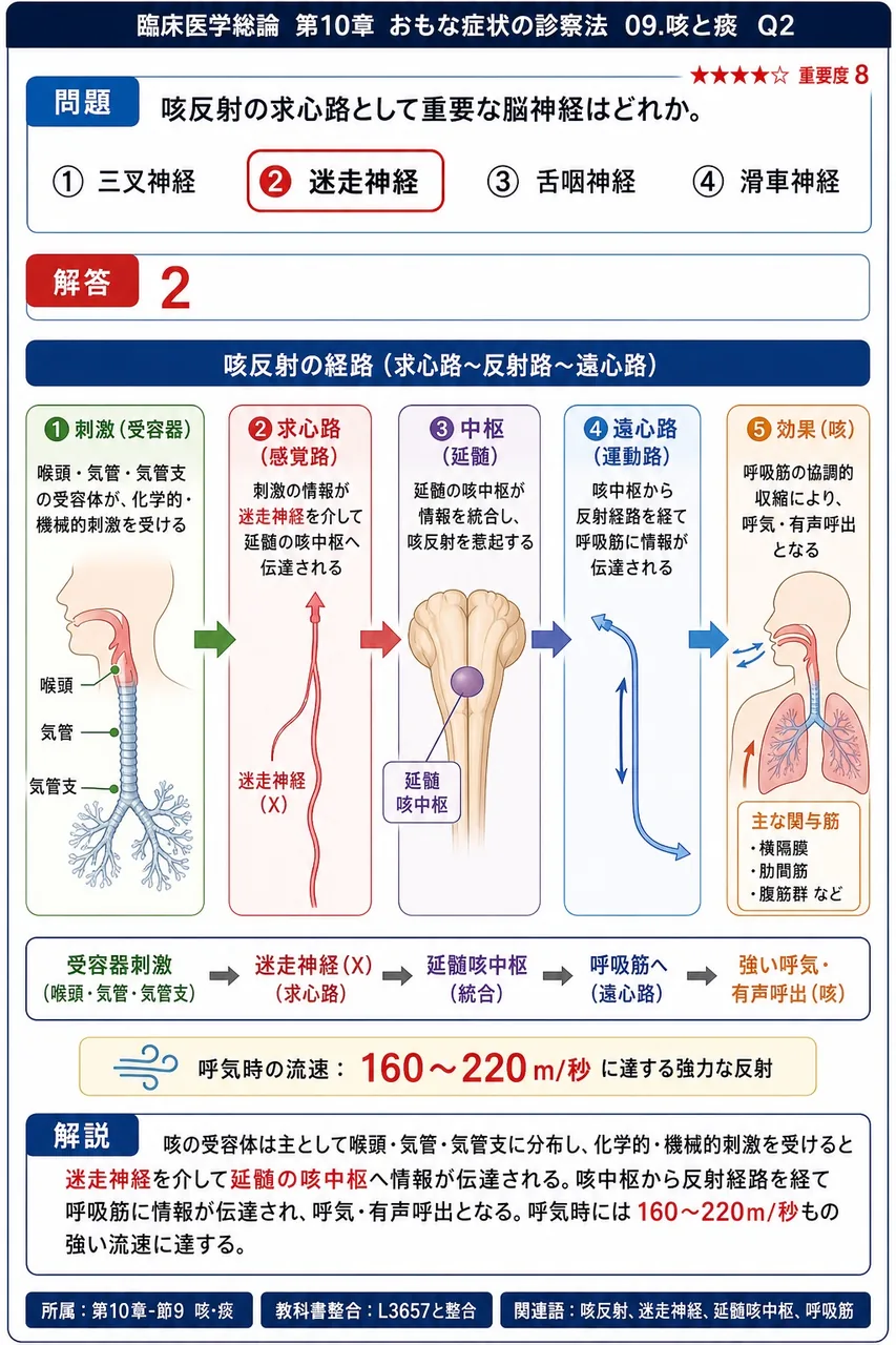 咳反射の求心路として重要な脳神経はどれか。 解説図