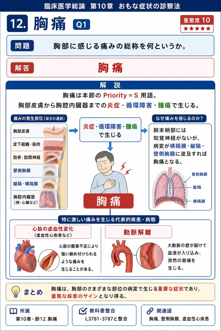 胸部に感じる痛みの総称を何というか。 解説図