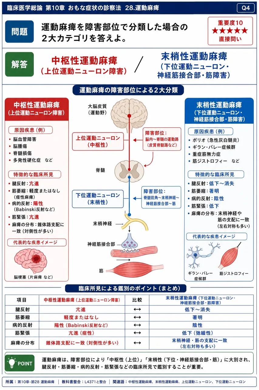 運動麻痺を障害部位で分類した場合の2大カテゴリを答えよ。 解説図