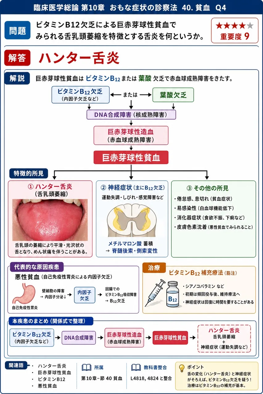 ビタミンB12欠乏による巨赤芽球性貧血でみられる舌乳頭萎縮を特徴とする舌炎を何というか。 解説図