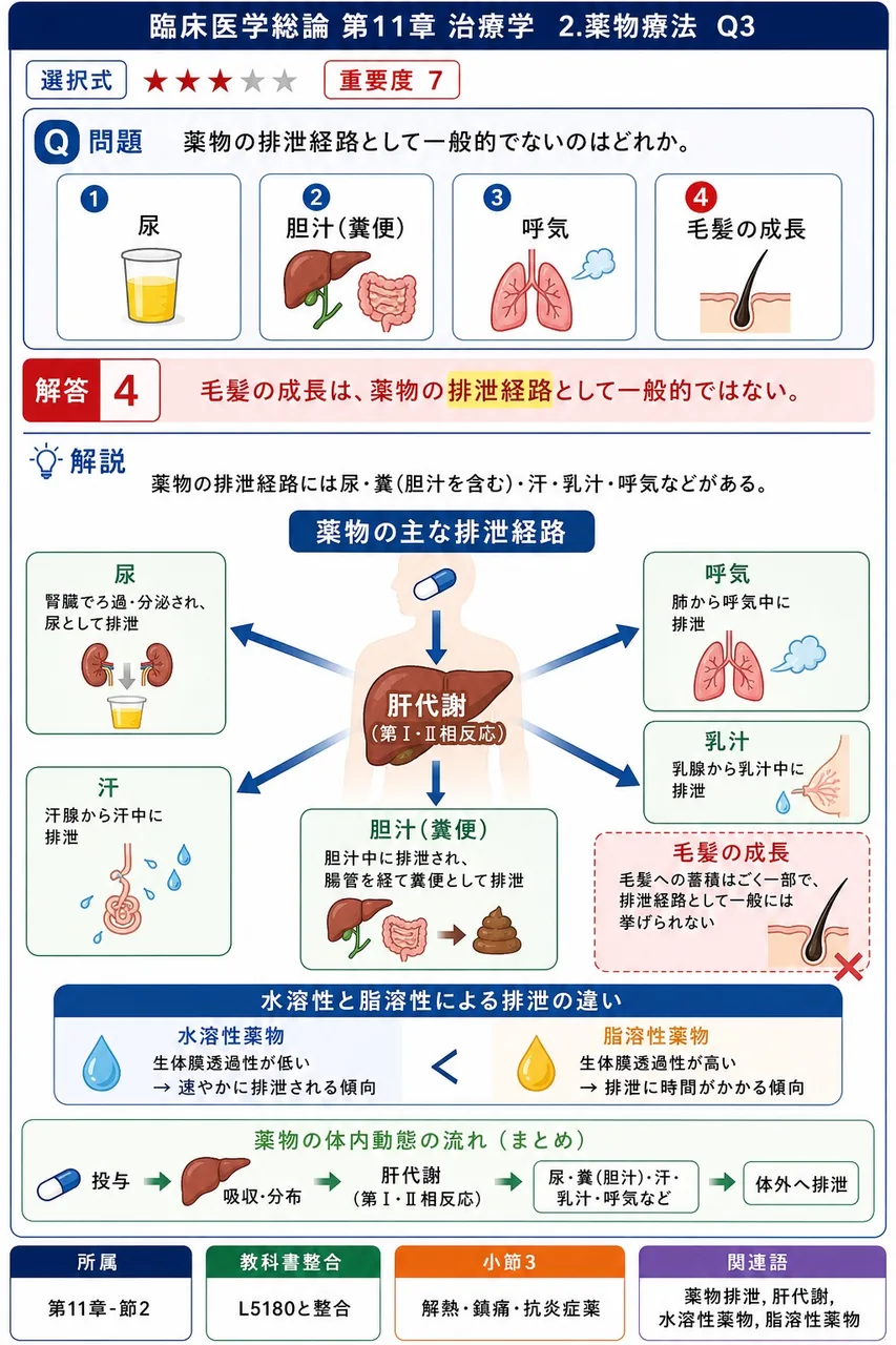 薬物の排泄経路として一般的でないのはどれか。 解説図