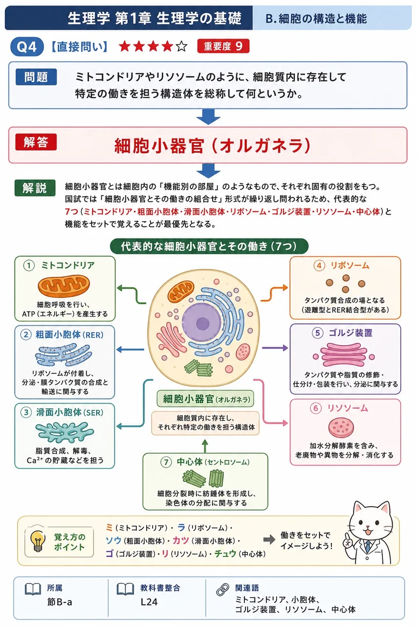 ミトコンドリアやリソソームのように、細胞質内に存在して特定の働きを担う構造体を総称して何というか。 解説図