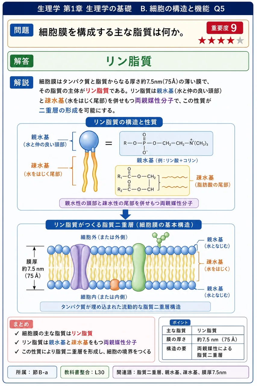 細胞膜を構成する主な脂質は何か。 解説図