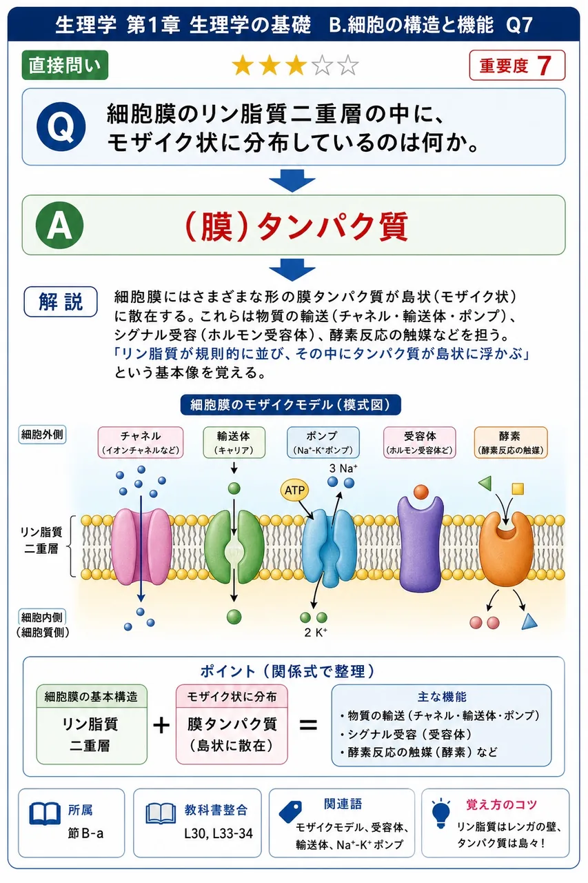 細胞膜のリン脂質二重層の中に、モザイク状に分布しているのは何か。 解説図