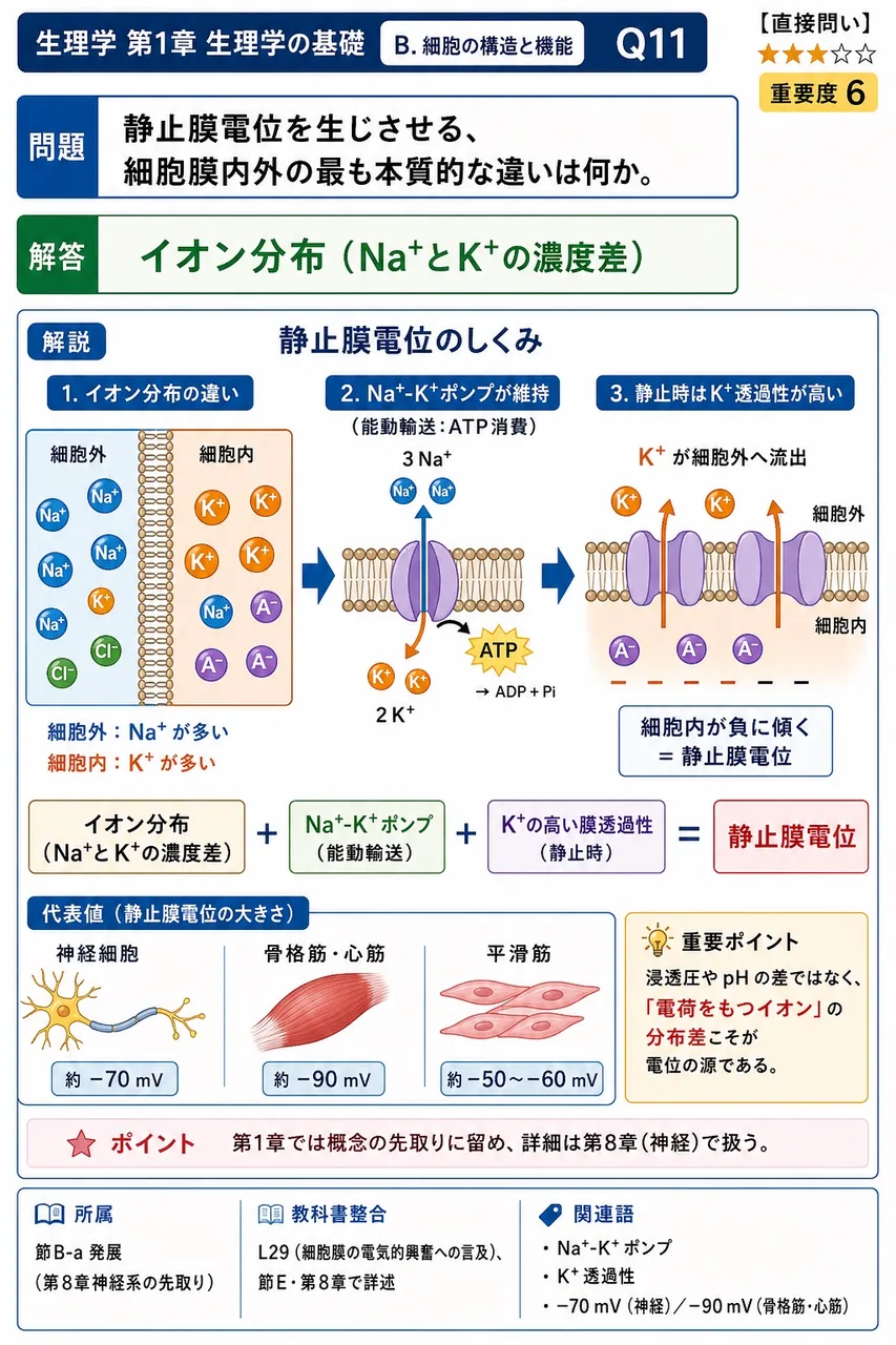 静止膜電位を生じさせる、細胞膜内外の最も本質的な違いは何か。 解説図