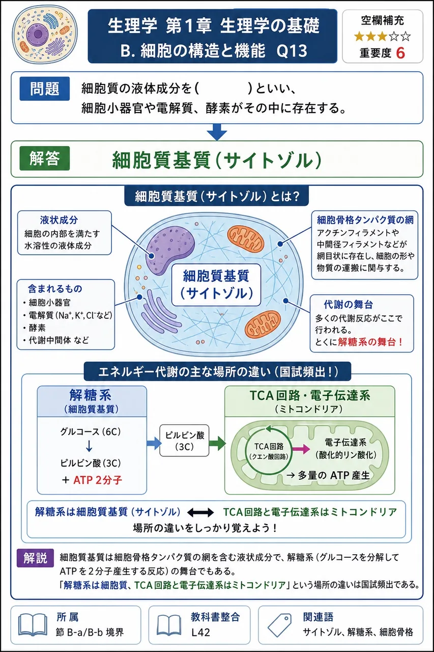細胞質の液体成分を( )といい、細胞小器官や電解質、酵素がその中に存在する。 解説図