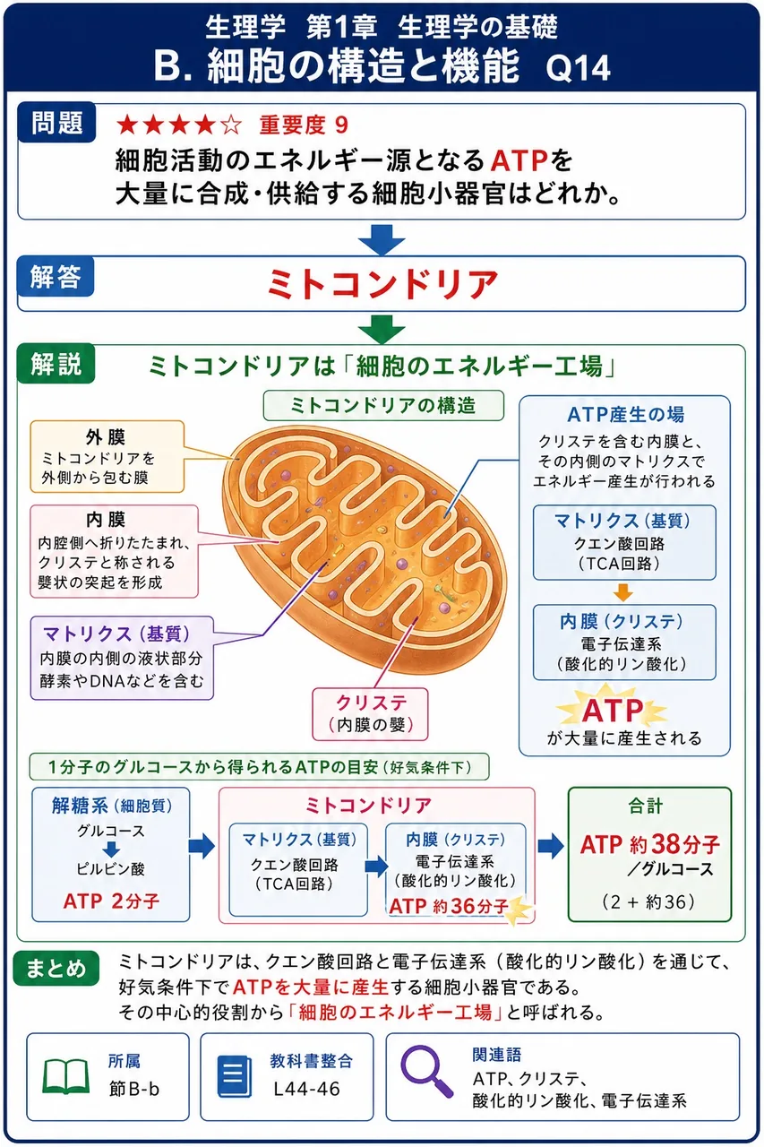 細胞活動のエネルギー源となるATPを大量に合成・供給する細胞小器官はどれか。 解説図