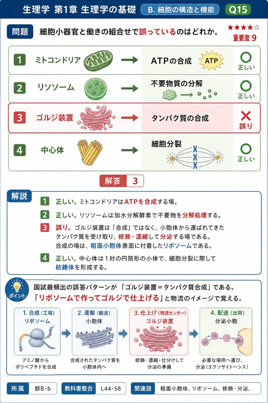 細胞小器官と働きの組合せで**誤っている**のはどれか。 解説図