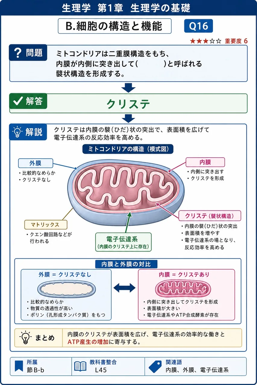 ミトコンドリアは二重膜構造をもち、内膜が内側に突き出して( )と呼ばれる襞状構造を形成する。 解説図