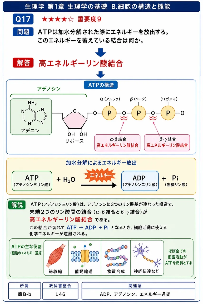 ATPは加水分解された際にエネルギーを放出する。このエネルギーを蓄えている結合は何か。 解説図